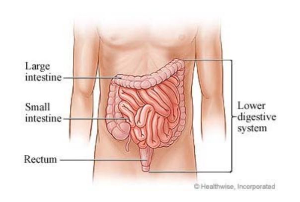 6. Cách phòng ngừa đau ruột già