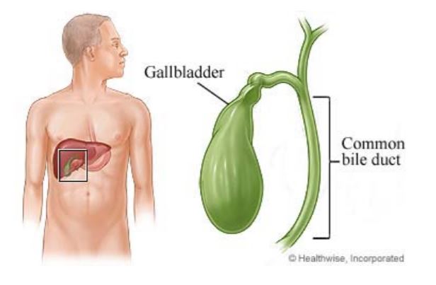 gallbladder pain location